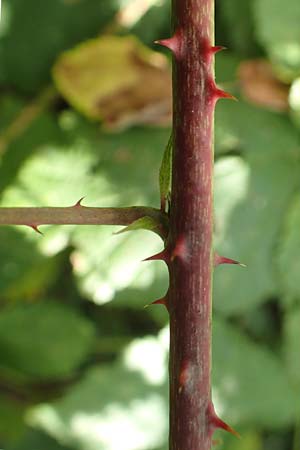 Rubus fasciculatus \ Bschelbltige Haselblatt-Brombeere / Fasciculate-Flowered Bramble, D Vaihingen-Ensingen 13.9.2019