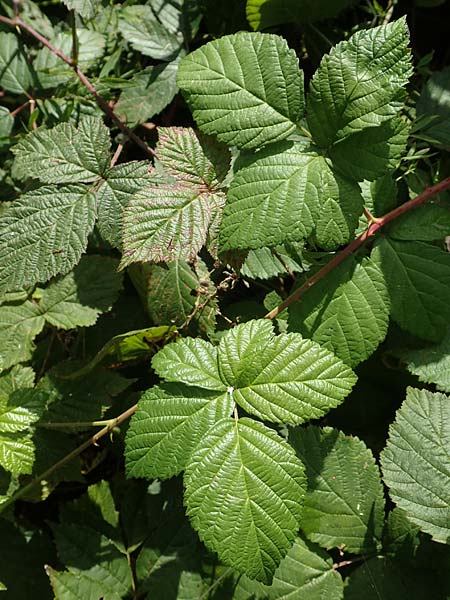 Rubus fasciculatus \ Bschelbltige Haselblatt-Brombeere / Fasciculate-Flowered Bramble, D Vaihingen-Ensingen 13.9.2019