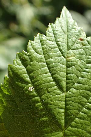 Rubus fasciculatus \ Bschelbltige Haselblatt-Brombeere / Fasciculate-Flowered Bramble, D Vaihingen-Ensingen 13.9.2019