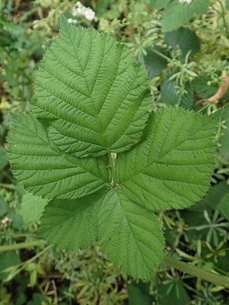 Rubus fasciculatus \ Bschelbltige Haselblatt-Brombeere / Fasciculate-Flowered Bramble, D Dautphetal-Damshausen 22.6.2020