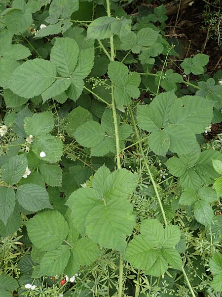 Rubus fasciculatus \ Bschelbltige Haselblatt-Brombeere / Fasciculate-Flowered Bramble, D Dautphetal-Damshausen 22.6.2020