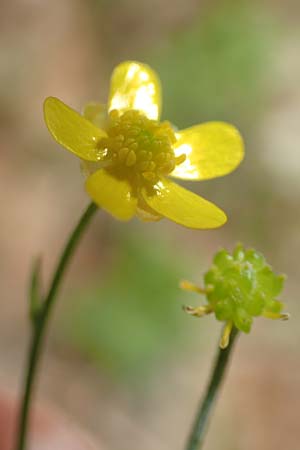 Ranunculus flammula \ Brennender Hahnenfu / Lesser Spearwort, D Hunsrück, Börfink 18.7.2020
