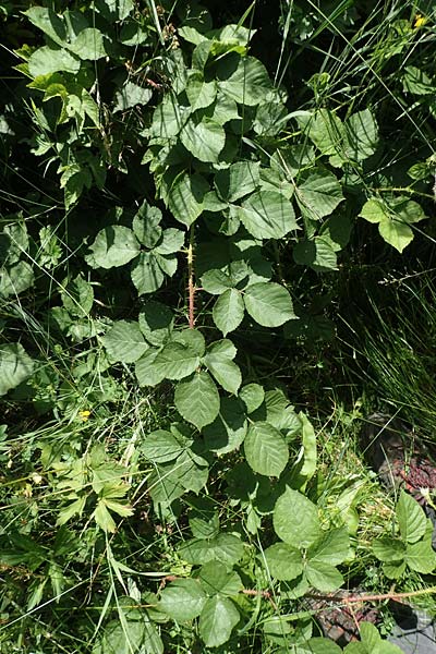 Rubus fabrimontanus \ Schmiedeberger Haselblatt-Brombeere / Schmiedeberg Bramble, D Unterbernhards 30.7.2020