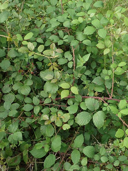Rubus fuscus \ Braune Brombeere / Brown Bramble, D Bad Karlshafen 8.9.2020