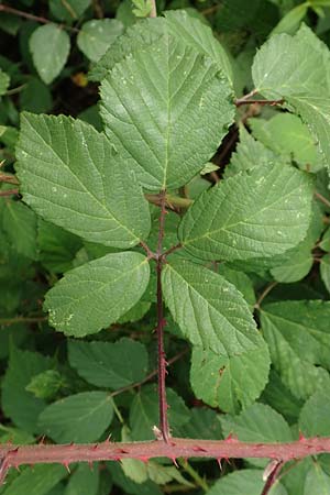 Rubus fuscus \ Braune Brombeere / Brown Bramble, D Bad Karlshafen 8.9.2020
