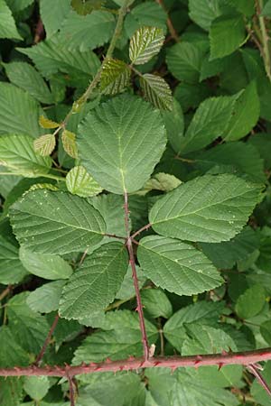 Rubus fuscus \ Braune Brombeere / Brown Bramble, D Bad Karlshafen 8.9.2020