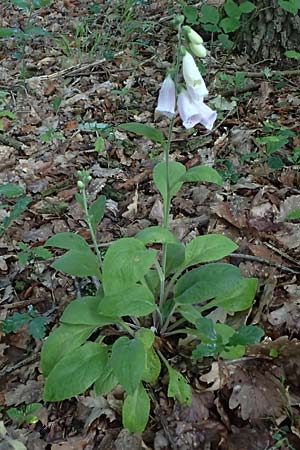 Digitalis purpurea \ Roter Fingerhut / Foxgloves, D Frankfurt Airport 1.6.2026