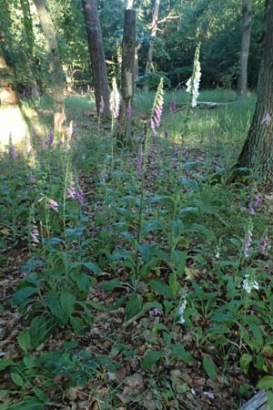 Digitalis purpurea \ Roter Fingerhut / Foxgloves, D Frankfurt Airport 1.6.2026