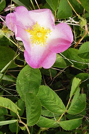 Rosa gallica \ Essig-Rose, Franzsische Rose / French Rose, Apothecary's Rose, D Östringen-Eichelberg 25.5.2015
