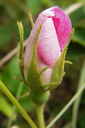Rosa gallica \ Essig-Rose, Franzsische Rose / French Rose, Apothecary's Rose, D Östringen-Eichelberg 25.5.2015