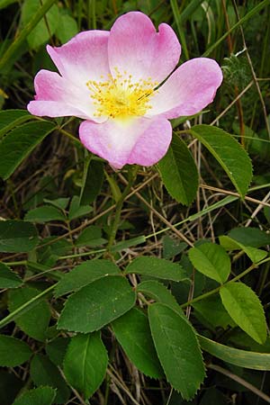 Rosa gallica \ Essig-Rose, Franzsische Rose / French Rose, Apothecary's Rose, D Östringen-Eichelberg 25.5.2015