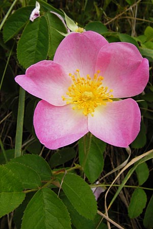 Rosa gallica \ Essig-Rose, Franzsische Rose / French Rose, Apothecary's Rose, D Östringen-Eichelberg 25.5.2015