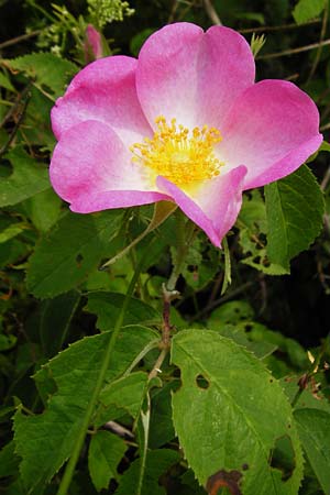 Rosa gallica \ Essig-Rose, Franzsische Rose / French Rose, Apothecary's Rose, D Östringen-Eichelberg 25.5.2015