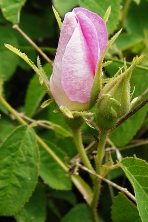 Rosa gallica \ Essig-Rose, Franzsische Rose / French Rose, Apothecary's Rose, D Östringen-Eichelberg 25.5.2015