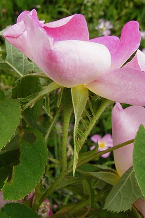 Rosa gallica \ Essig-Rose, Franzsische Rose / French Rose, Apothecary's Rose, D Östringen-Eichelberg 25.5.2015