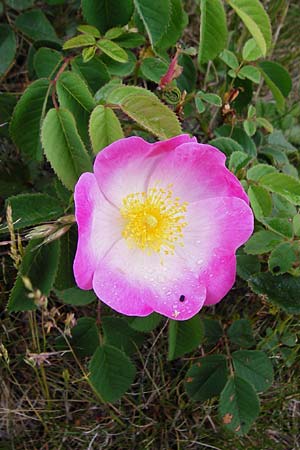Rosa gallica \ Essig-Rose, Franzsische Rose / French Rose, Apothecary's Rose, D Gerolzhofen-Sulzheim 1.6.2015