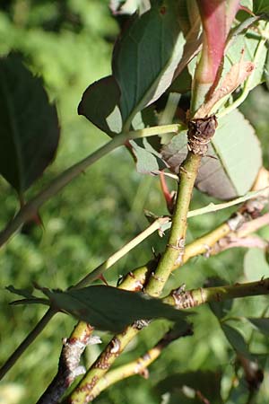 Rosa glauca \ Hecht-Rose, Rotblttrige Rose / Redleaf Rose, D Fridingen 3.6.2015