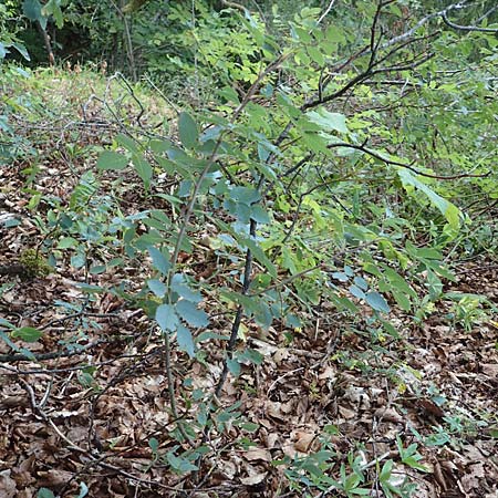 Rosa glauca \ Hecht-Rose, Rotblttrige Rose / Redleaf Rose, D Beuron 25.7.2015
