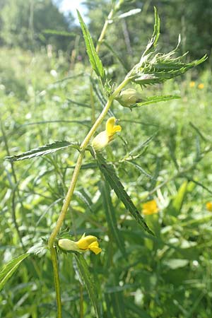 Rhinanthus glacialis \ Grannen-Klappertopf / Aristate Yellow-Rattle, D Pfronten 28.6.2016