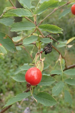 Rosa glauca \ Hecht-Rose, Rotblttrige Rose / Redleaf Rose, D Botan. Gar.  Universit.  Tübingen 3.9.2016