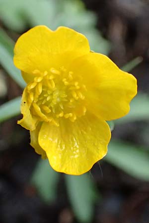 Ranunculus geraniifolius \ Stochschnabelblttriger Gold-Hahnenfu / Geranium-Leaved Goldilocks, D Bad Münstereifel 22.4.2017