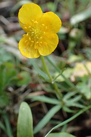 Ranunculus geraniifolius \ Stochschnabelblttriger Gold-Hahnenfu / Geranium-Leaved Goldilocks, D Bad Münstereifel 22.4.2017