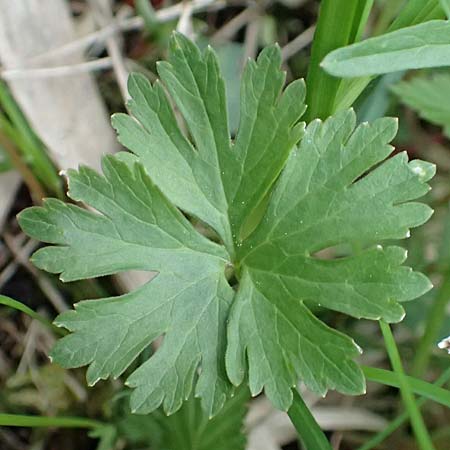 Ranunculus geraniifolius \ Stochschnabelblttriger Gold-Hahnenfu / Geranium-Leaved Goldilocks, D Bad Münstereifel 22.4.2017