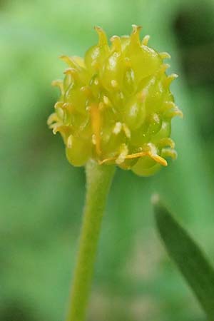 Ranunculus geraniifolius \ Stochschnabelblttriger Gold-Hahnenfu / Geranium-Leaved Goldilocks, D Bad Münstereifel 22.4.2017