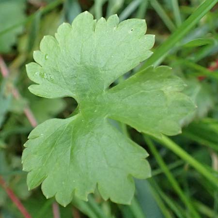 Ranunculus geraniifolius \ Stochschnabelblttriger Gold-Hahnenfu / Geranium-Leaved Goldilocks, D Bad Münstereifel 22.4.2017