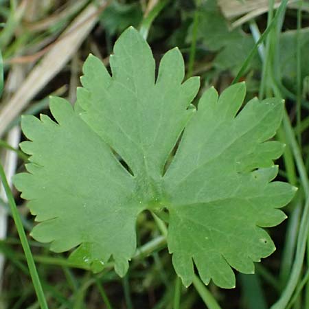 Ranunculus geraniifolius \ Stochschnabelblttriger Gold-Hahnenfu / Geranium-Leaved Goldilocks, D Bad Münstereifel 22.4.2017