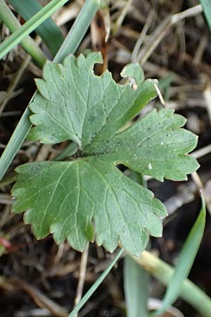 Ranunculus geraniifolius \ Stochschnabelblttriger Gold-Hahnenfu / Geranium-Leaved Goldilocks, D Bad Münstereifel 22.4.2017
