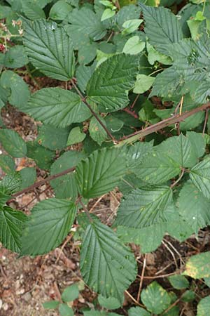 Rubus godronii ? \ Godrons Brombeere / Godron's Bramble, D Rheinstetten-Silberstreifen 14.8.2019