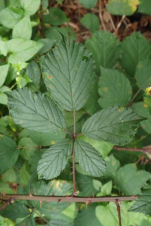 Rubus godronii ? \ Godrons Brombeere / Godron's Bramble, D Rheinstetten-Silberstreifen 14.8.2019