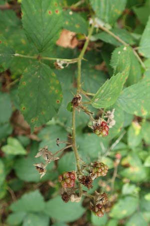 Rubus godronii ? \ Godrons Brombeere / Godron's Bramble, D Rheinstetten-Silberstreifen 14.8.2019