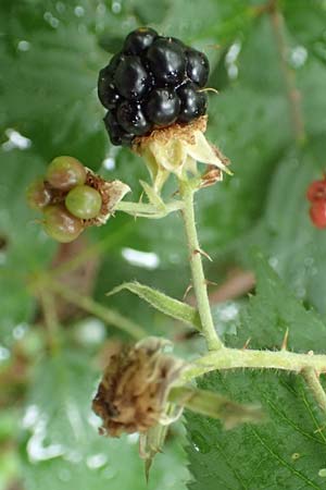 Rubus godronii \ Godrons Brombeere / Godron's Bramble, D Karlsruhe 14.8.2019