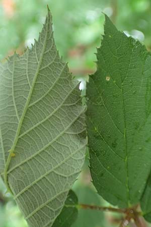 Rubus godronii \ Godrons Brombeere / Godron's Bramble, D Karlsruhe 14.8.2019