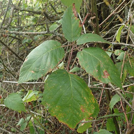 Rubus gracilis \ Haarstngelige Brombeere / Gracile Bramble, D Rheinstetten-Silberstreifen 18.8.2019