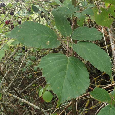 Rubus gracilis \ Haarstngelige Brombeere / Gracile Bramble, D Rheinstetten-Silberstreifen 18.8.2019