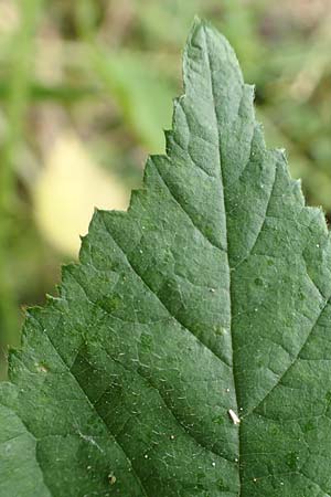 Rubus gothicus \ Gotische Brombeere / Gothic Bramble, D Greifenstein-Holzhausen 22.6.2020