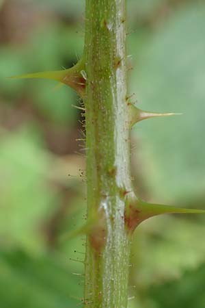 Rubus gothicus \ Gotische Brombeere / Gothic Bramble, D Greifenstein-Holzhausen 22.6.2020