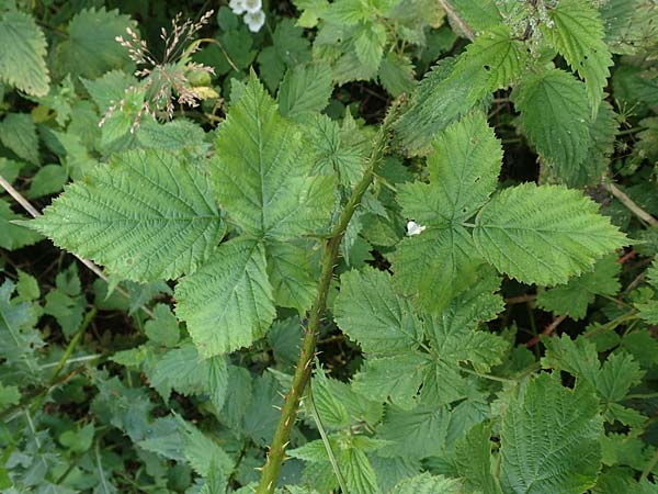 Rubus gothicus \ Gotische Brombeere / Gothic Bramble, D Hohenahr-Hohensolms 22.6.2020