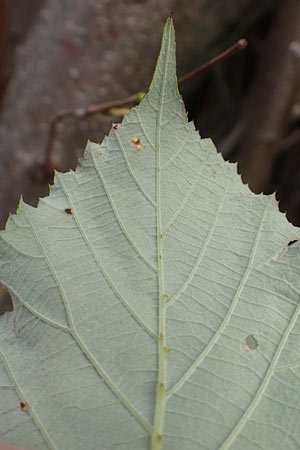 Rubus spina-curva ? \ Kreidige Brombeere / Chalky Bramble, D Bochum 9.9.2020