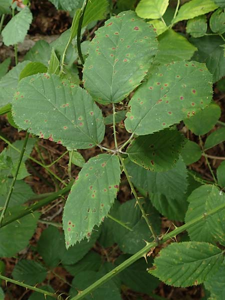 Rubus geniculatus \ Gekniete Brombeere / Kneed Bramble, D Bochum 9.9.2020