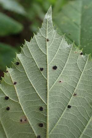 Rubus geniculatus \ Gekniete Brombeere / Kneed Bramble, D Bochum 9.9.2020