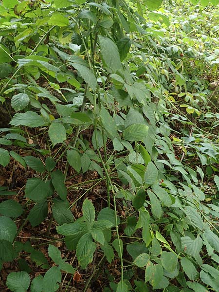 Rubus geniculatus \ Gekniete Brombeere / Kneed Bramble, D Bochum 9.9.2020