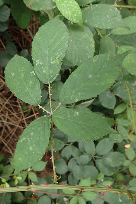 Rubus geniculatus \ Gekniete Brombeere / Kneed Bramble, D Bochum 9.9.2020