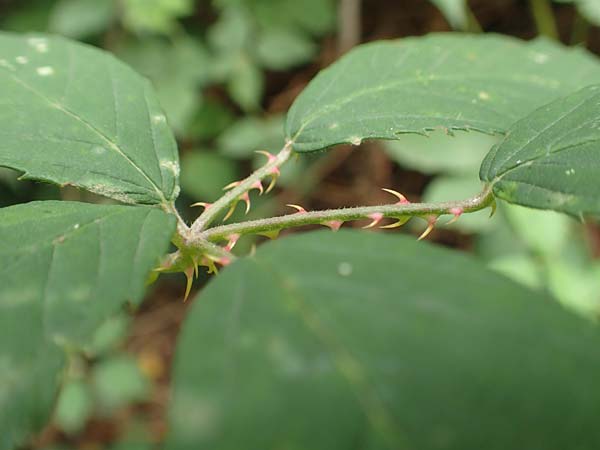 Rubus geniculatus \ Gekniete Brombeere / Kneed Bramble, D Bochum 9.9.2020