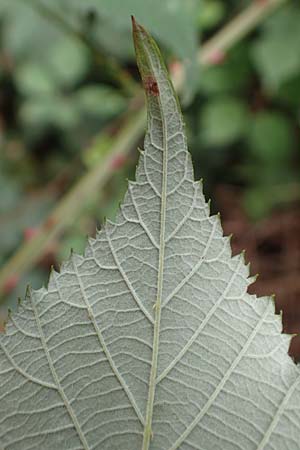 Rubus geniculatus \ Gekniete Brombeere / Kneed Bramble, D Bochum 9.9.2020