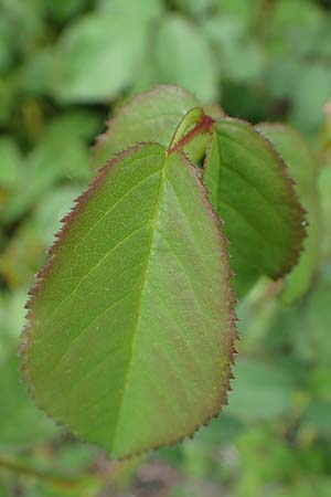 Rosa gallica \ Essig-Rose, Franzsische Rose / French Rose, Apothecary's Rose, D Höpfingen 20.5.2023
