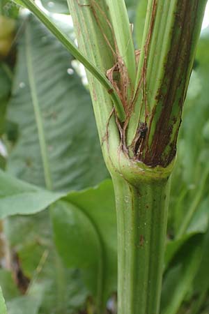Rumex hydrolapathum \ Flu-Ampfer, Teich-Ampfer / Great Water Dock, D Kleinwallstadt am Main 25.6.2016